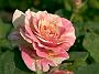 Rosa Claude Monet